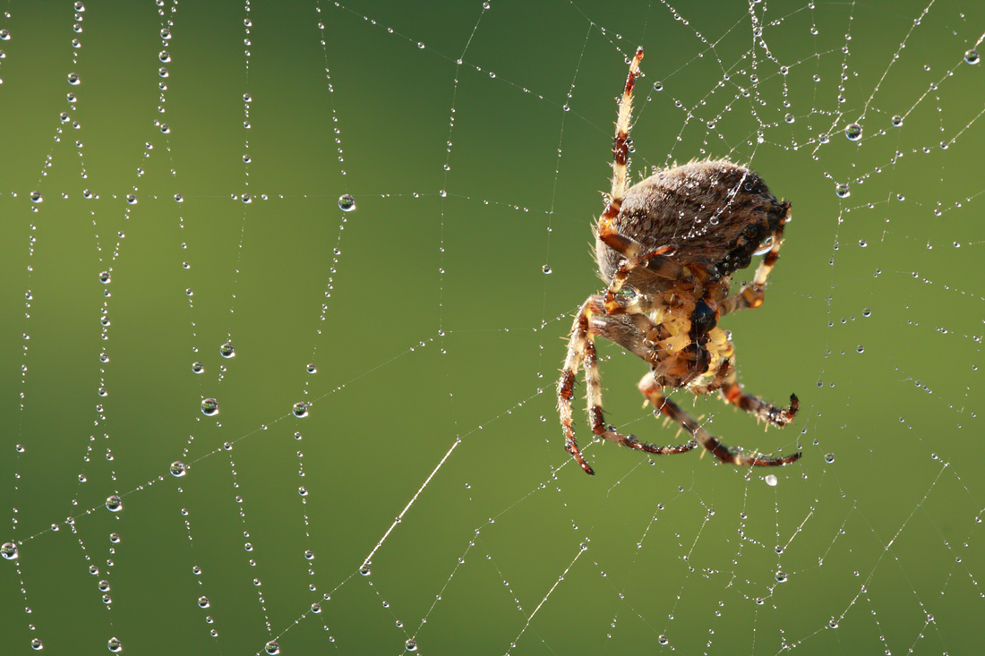 Spider in web